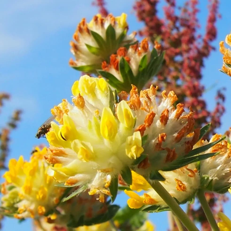 úročník bolhoj - obrázek 1