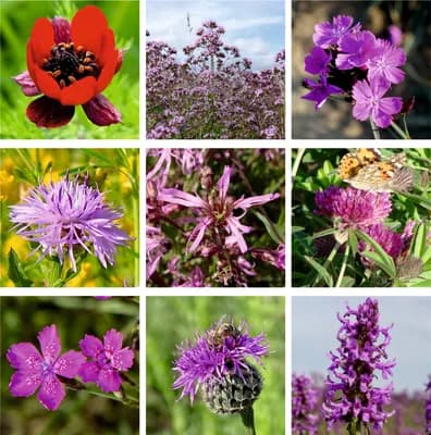 Červená louka - náhled 3