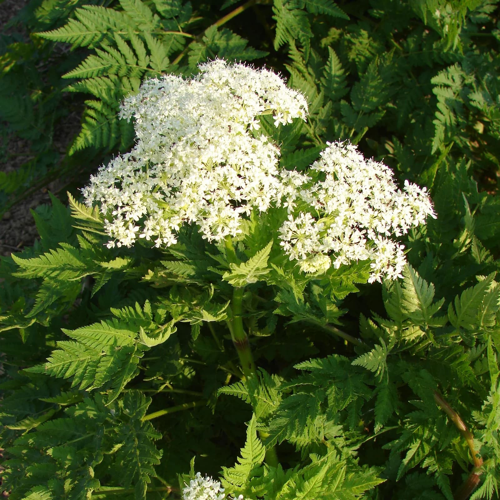 čechřice vonná - obrázek 1