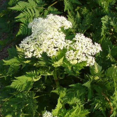 čechřice vonná - náhled 1