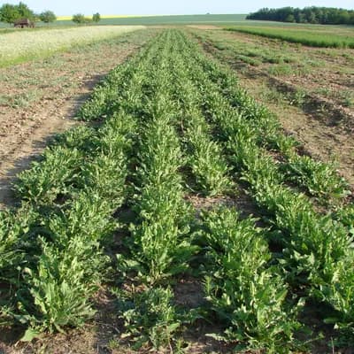 čekanka obecná - náhled 4