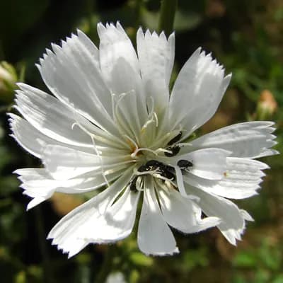 čekanka obecná - náhled 2