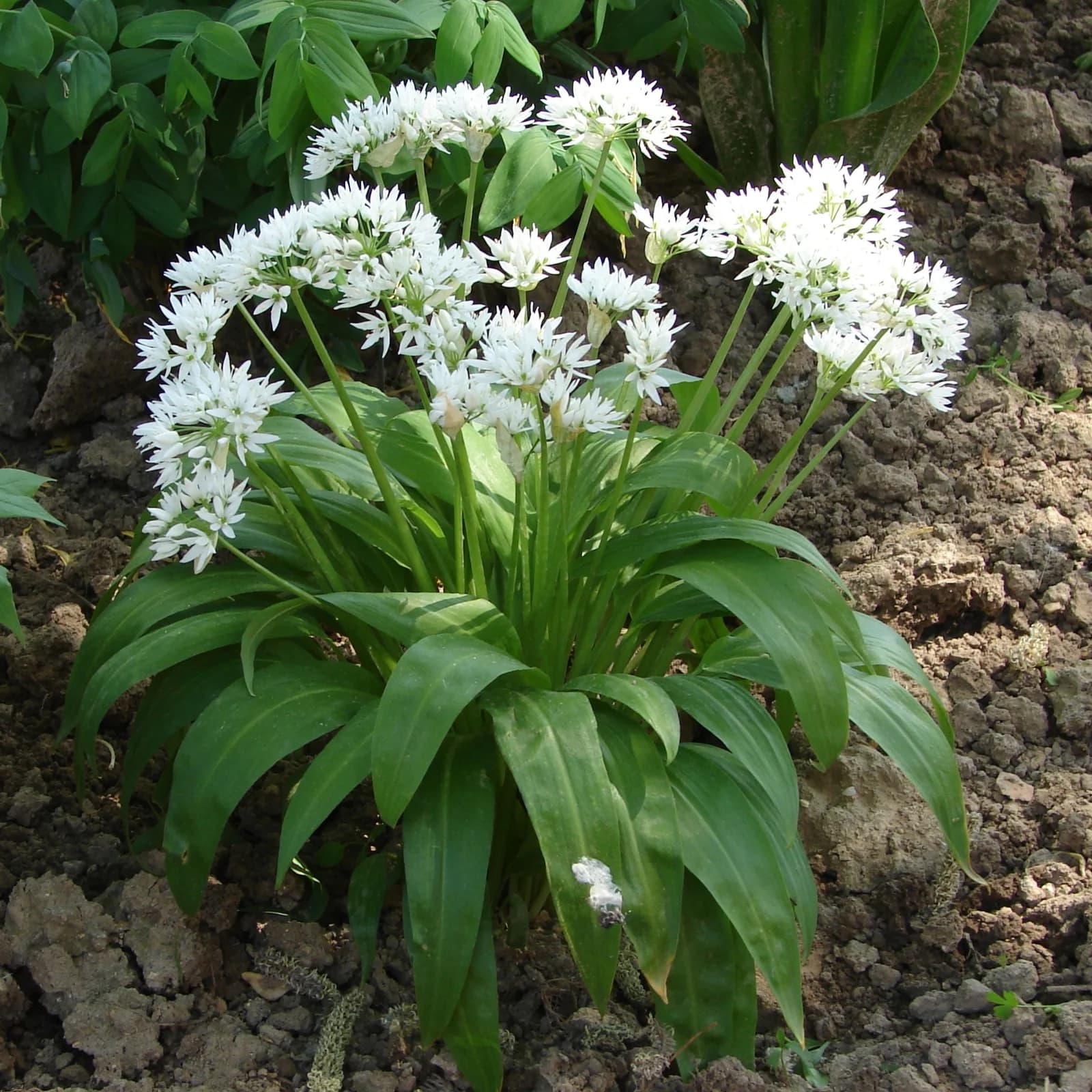 česnek medvědí - obrázek 1