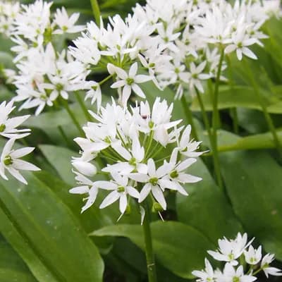 česnek medvědí - náhled 3