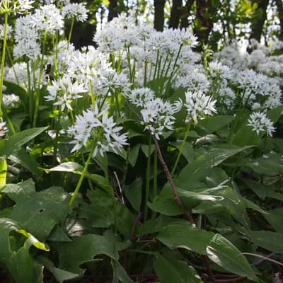 česnek medvědí - náhled 2