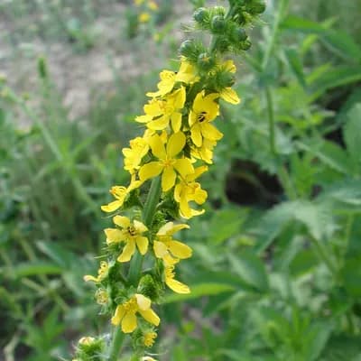 řepík lékařský - náhled 1