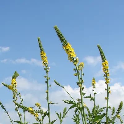 řepík vonný - náhled 2