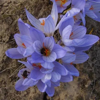 šafrán setý - náhled 1