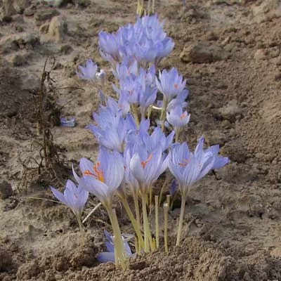 šafrán setý - náhled 2