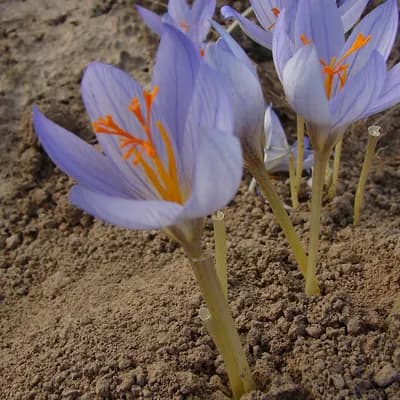 šafrán setý - náhled 3