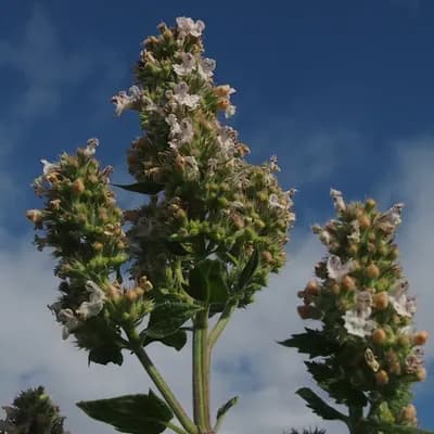 šanta kočičí - náhled 3