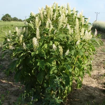 líčidlo americké - náhled 3