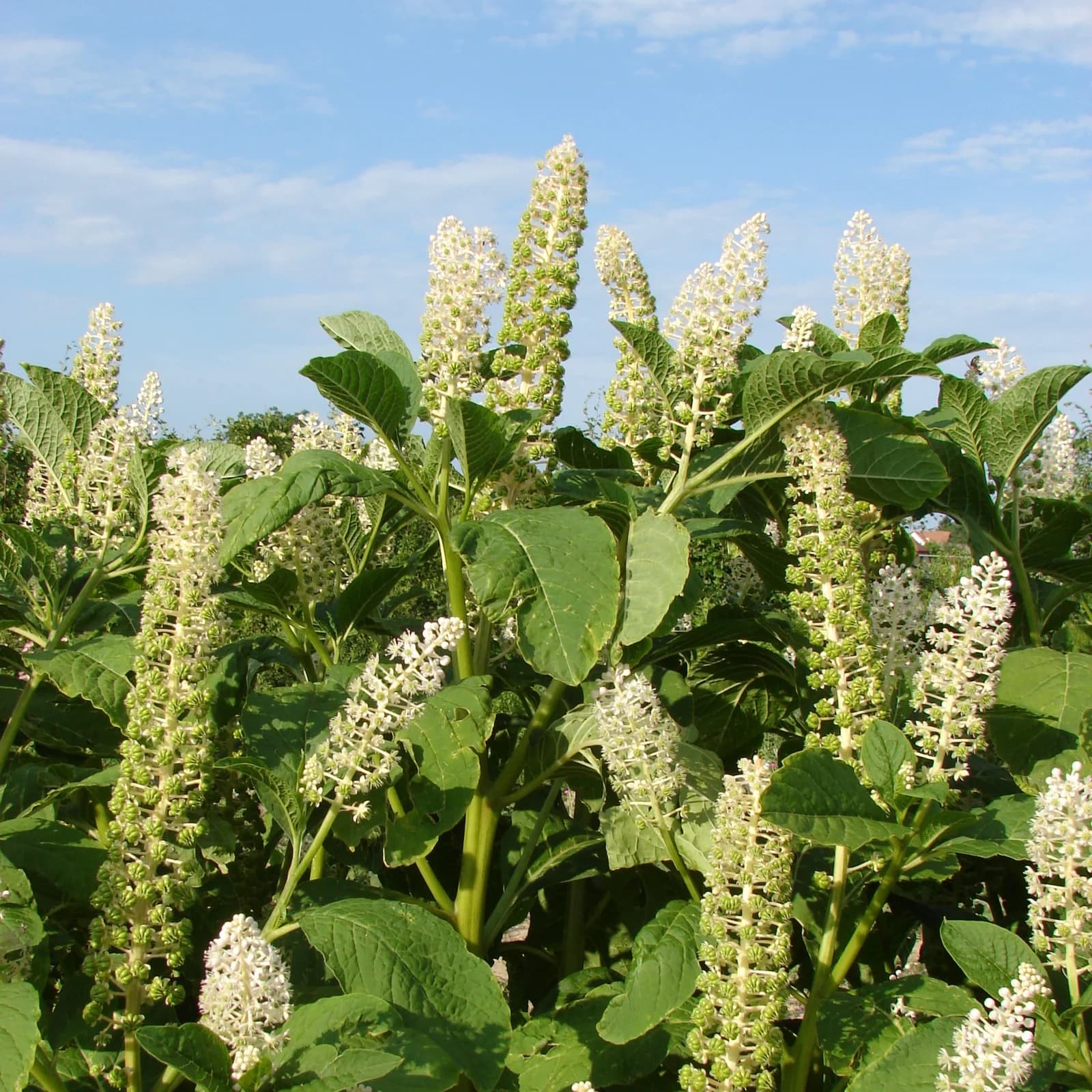 líčidlo americké - obrázek 1