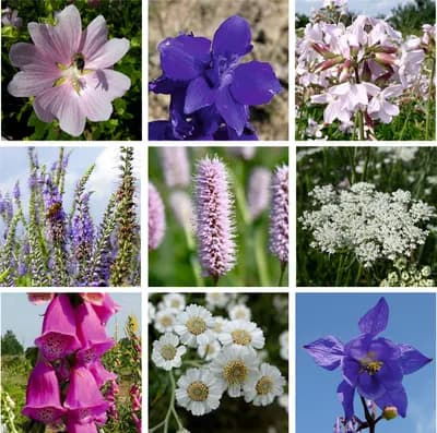 Chalupářská louka - náhled 4