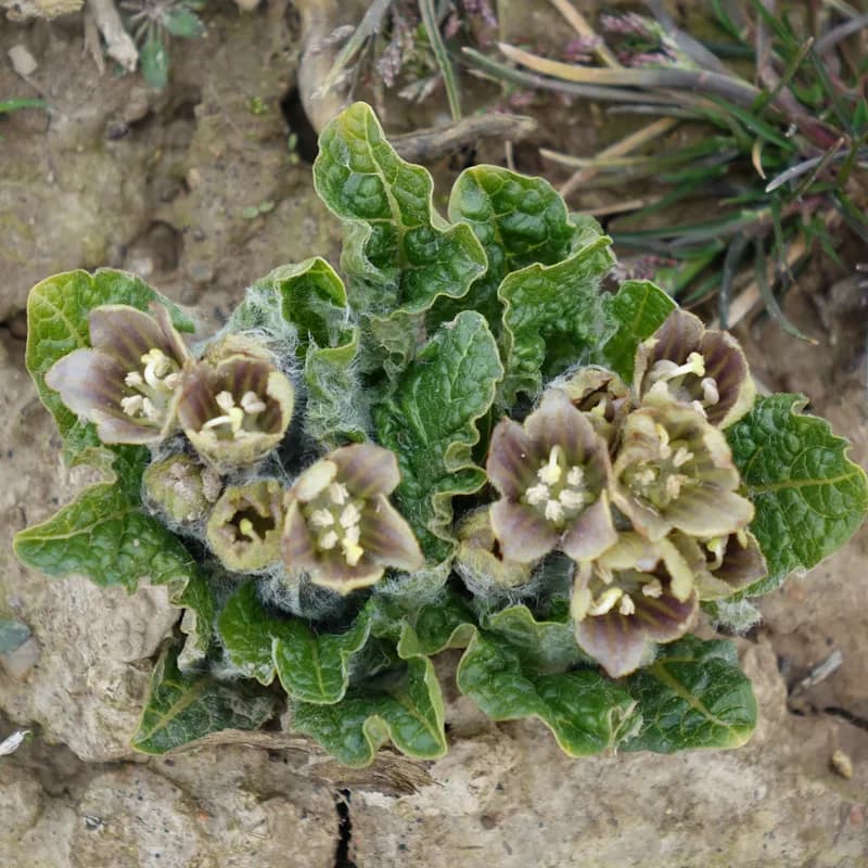 mandragora lékařská