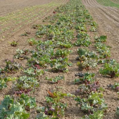 reveň kadeřavá - náhled 5