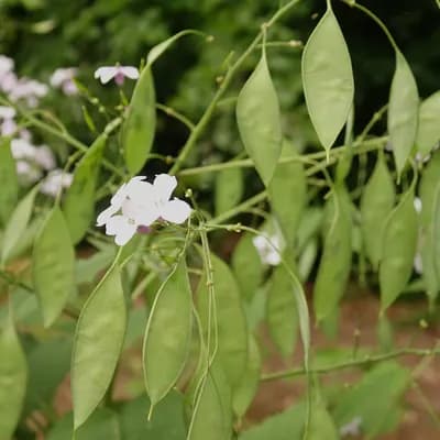 měsíčnice vytrvalá - náhled 1