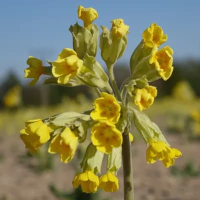 prvosenka jarní - náhled 1