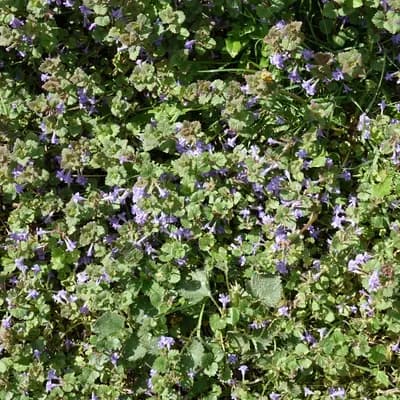 popenec břečťanolistý - náhled 4