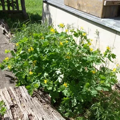 vlaštovičník větší - náhled 2