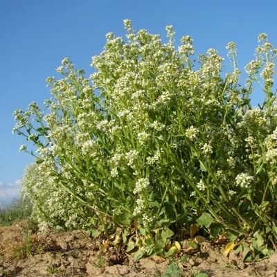 lžičník lékařský - náhled 2