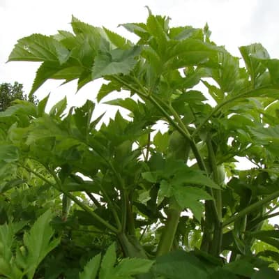 andělika lékařská - náhled 2