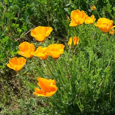 sluncovka kalifornská - náhled 2