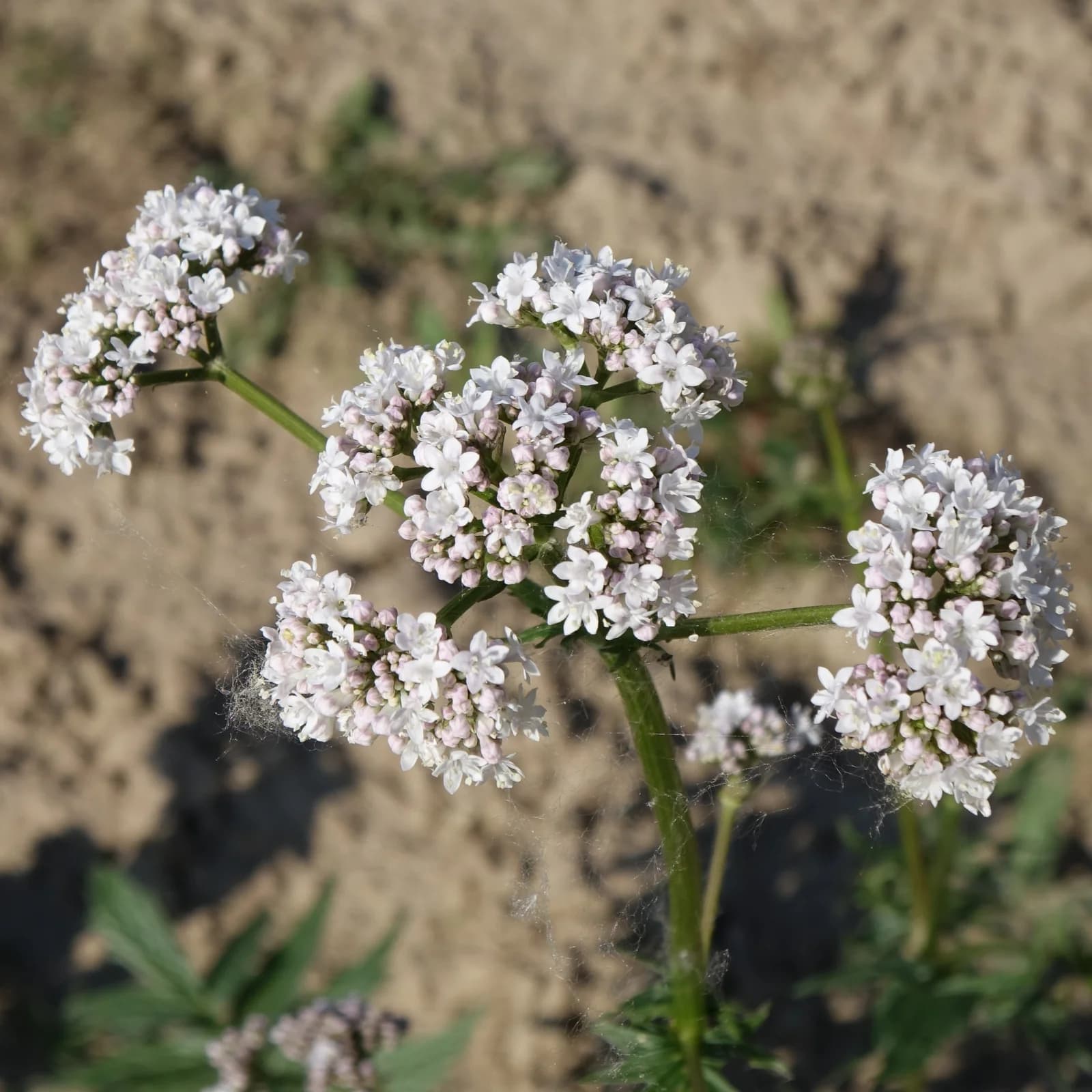 kozlík lékařský - obrázek 1