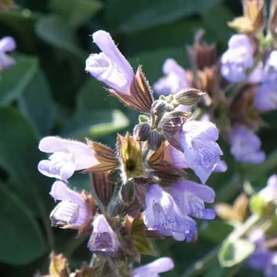 šalvěj lékařská - náhled 1