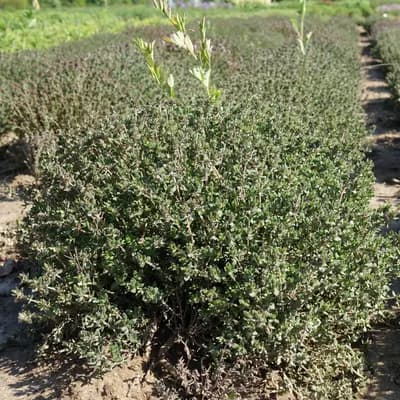 tymián obecný - náhled 2