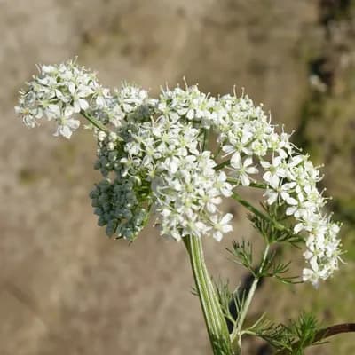 koprník štětinolistý - náhled 1