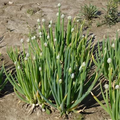 cibule zimní - náhled 4