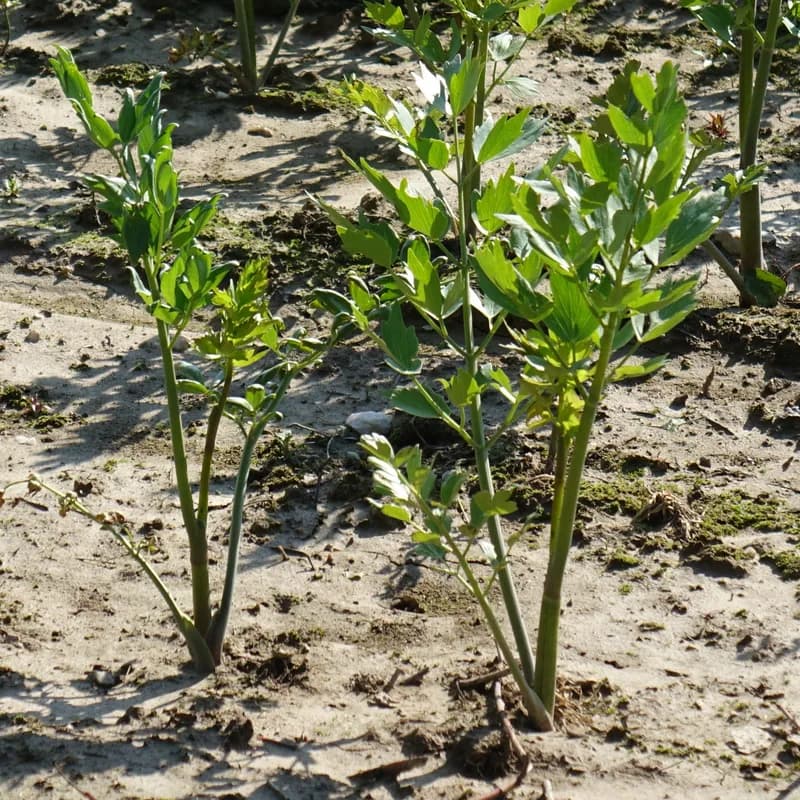 libeček lékařský