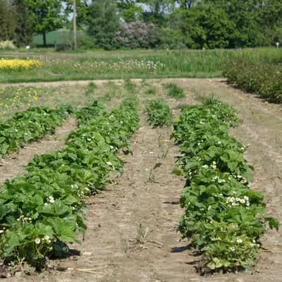 jahodník měsíční - náhled 3