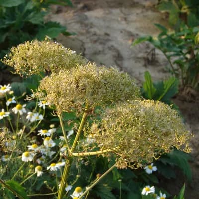 kozlík lékařský - náhled 2