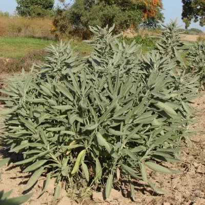 šalvěj lékařská - náhled 4