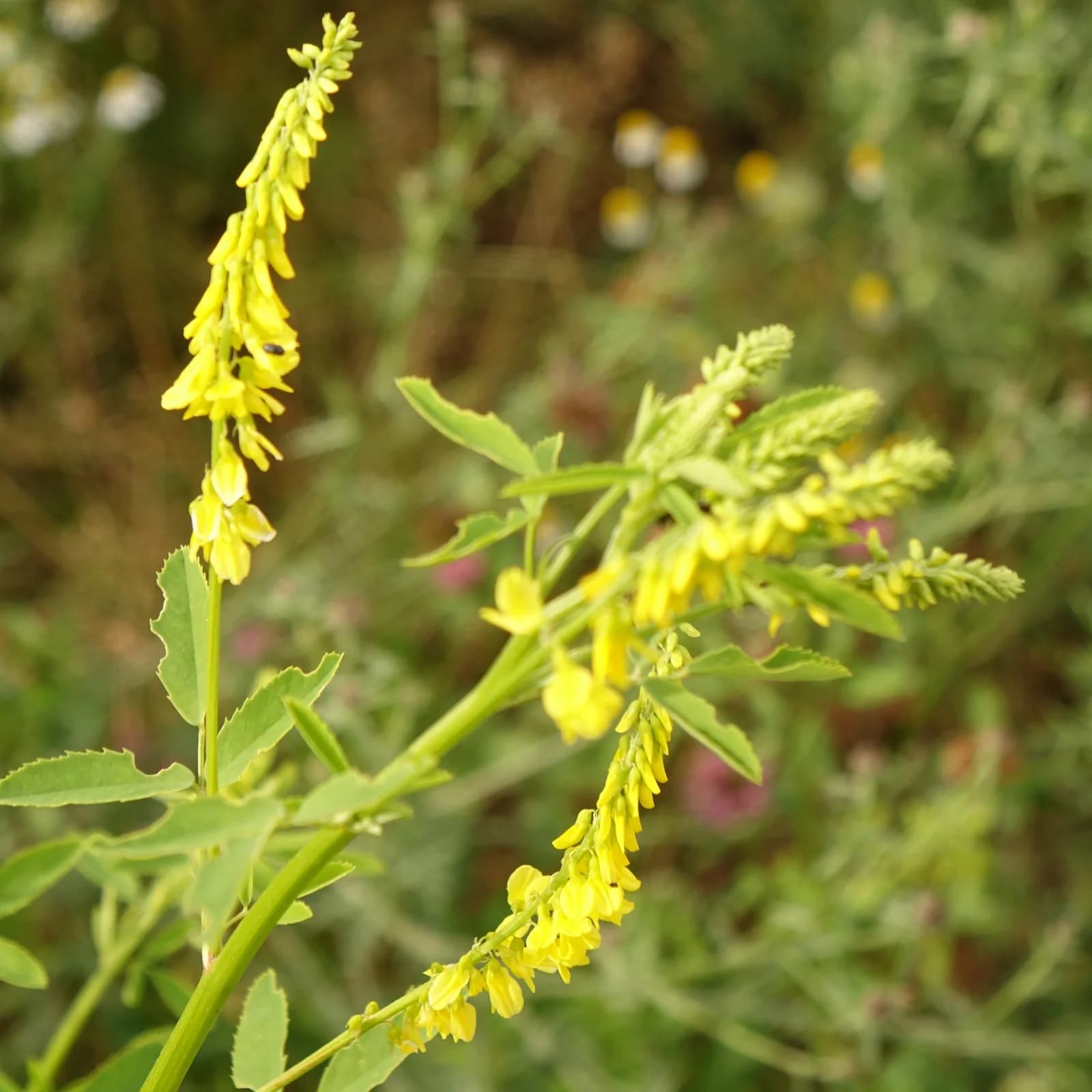 komonice lékařská - obrázek 1