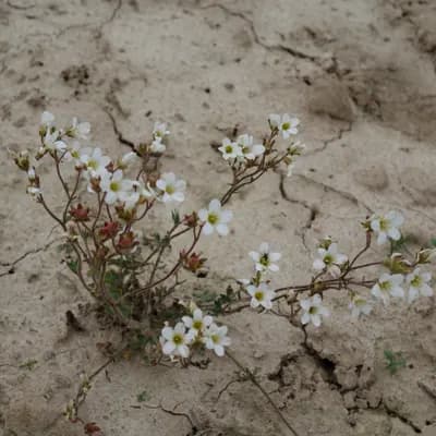 lomikámen zrnatý - náhled 4