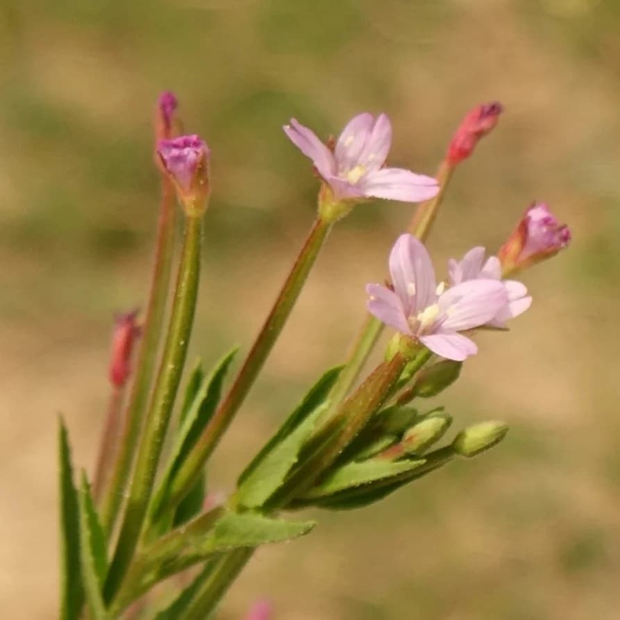 vrbovka malokvětá - obrázek 1
