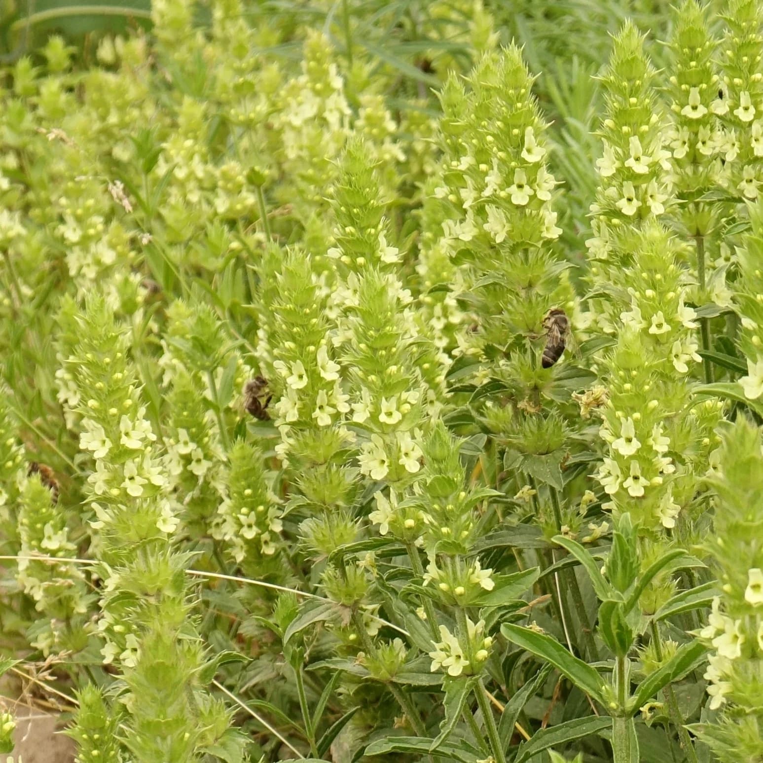 hojník yzopolistý - obrázek 1