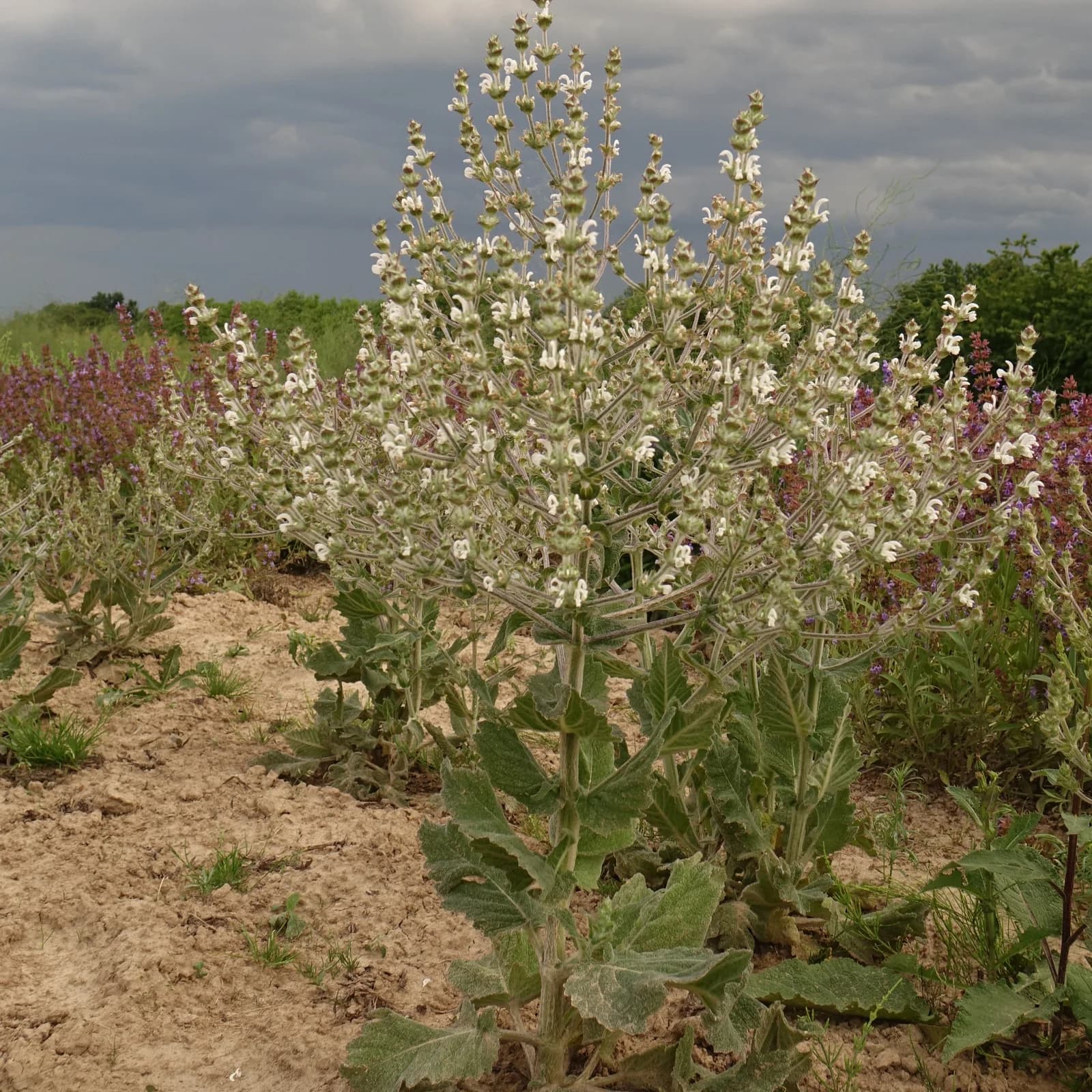 šalvěj etiopská - obrázek 1