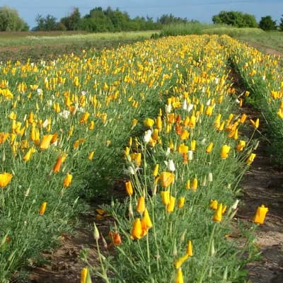 sluncovka kalifornská - náhled 3