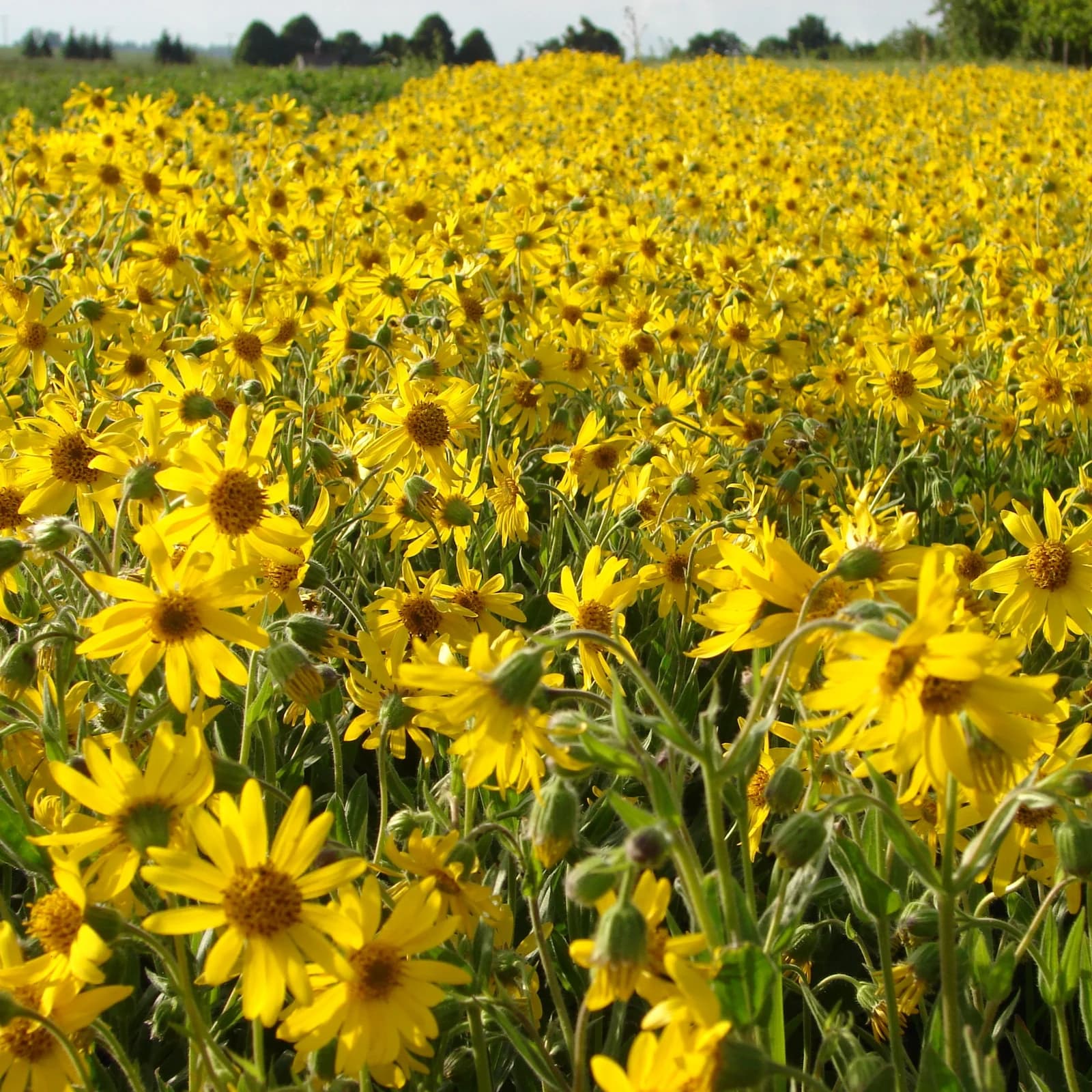 arnika stepní - obrázek 1