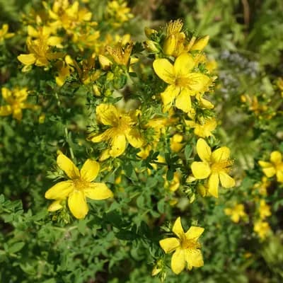 třezalka tečkovaná - náhled 2