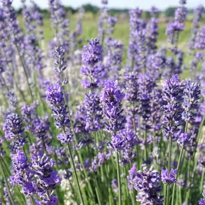 levandule lékařská - náhled 2