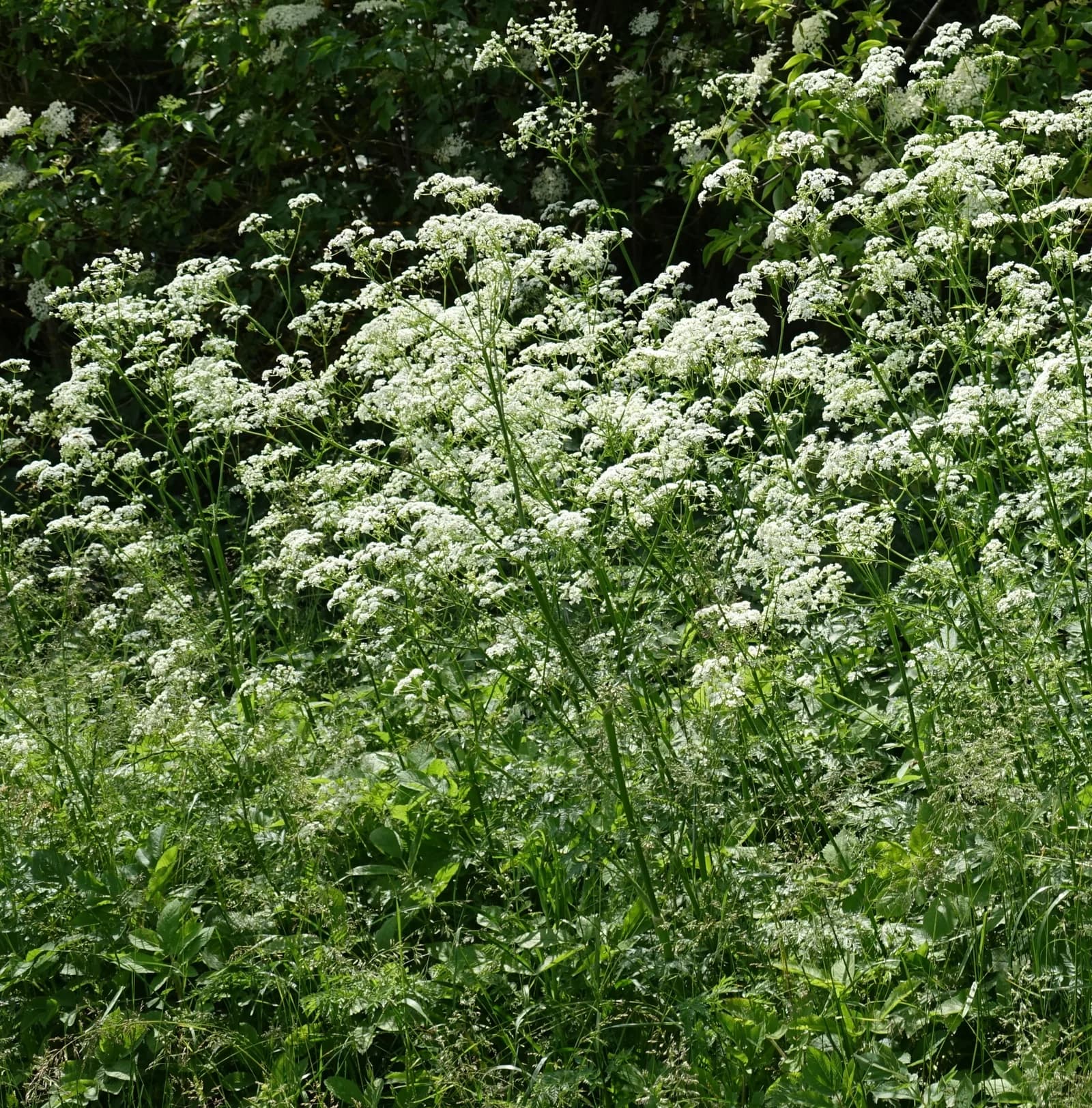 kerblík lesní - obrázek 1