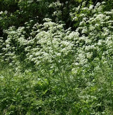 kerblík lesní - náhled 1