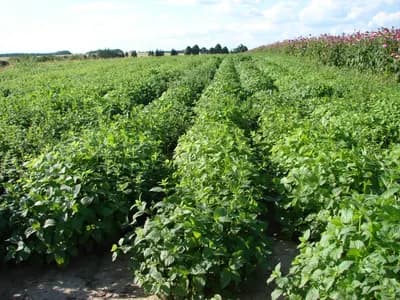 meduňka lékařská - náhled 2