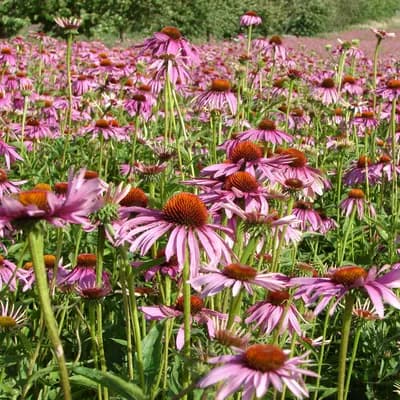 třapatkovka nachová - náhled 3