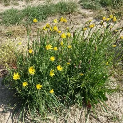 kozí brada východní - náhled 2